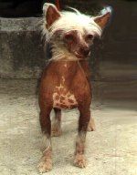 Teufelchen Piccolina