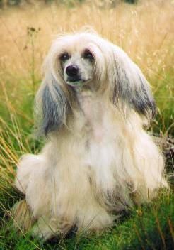 Tiny Diamonds Café Au Lait