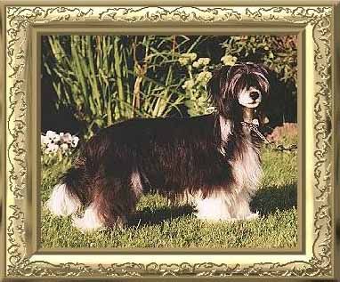 Tiny Diamonds California Dreamgirl