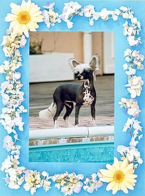 Tiny Diamonds Dancing Darling