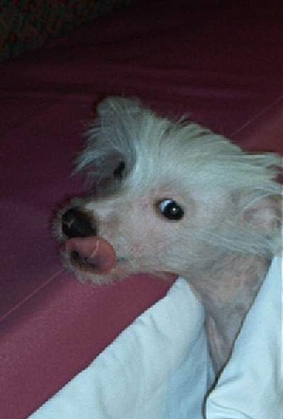 Tippytoes Bugs Bunny