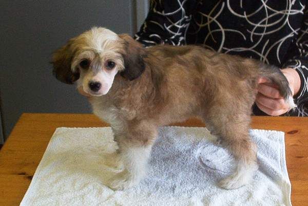 Tippytoes Miss Honeybear