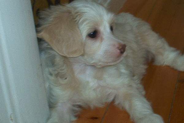 Tippytoes Molly Cottontail