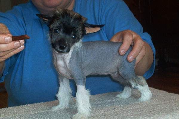 Tippytoes Tiger Lily