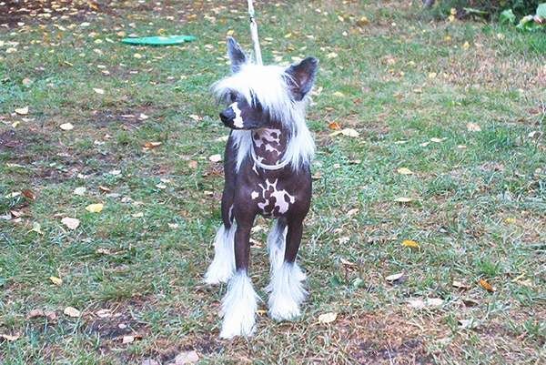 Tippytoes Tinker Bell