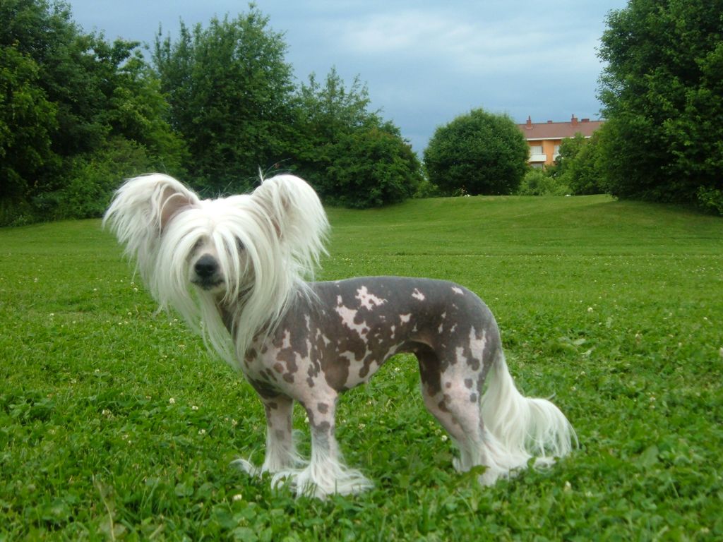 Topgrade Dancing Queen