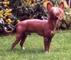 Tournais Hurts Like Hell