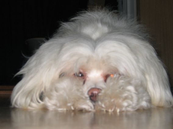 Tournais Kuriosity Killed The Cat