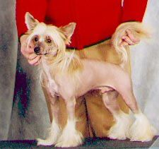 Tournais Swedish Saint To Sunberry