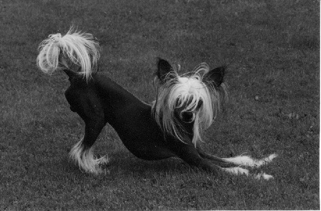 Tournais Understatement Of The Year