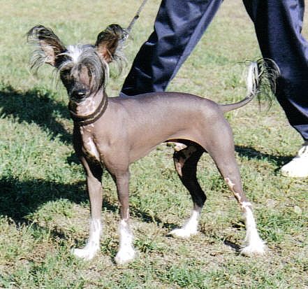 Tulimyrskyn Teletappi