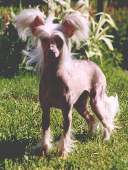 Tumbleweed's Kokopelli