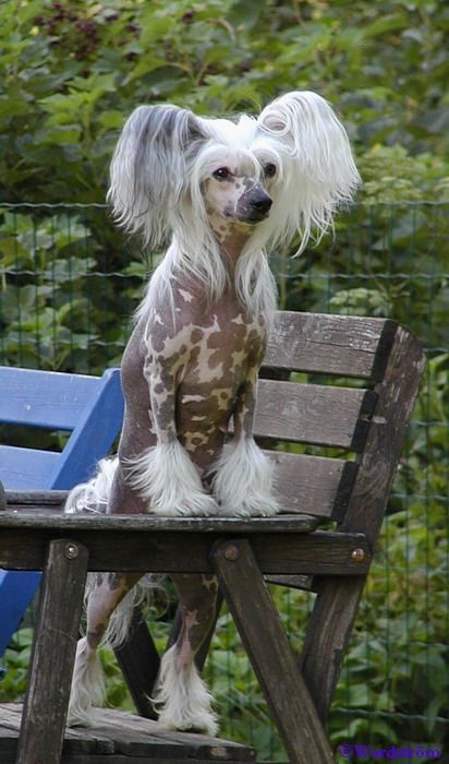 Twice As Nice Bubbling Spirit