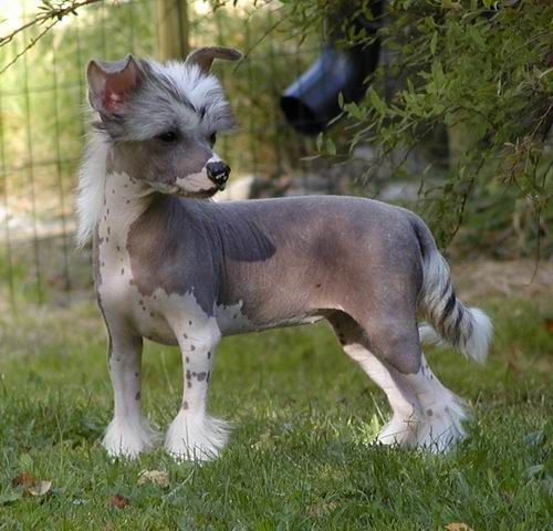 Twice As Nice Celebrity Skin