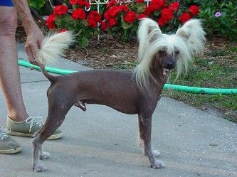 Unicorn's Palomino Pony