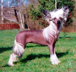 Untouchable's Dream Come True