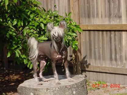 Ven-Chur Good Grief Ms Gismo