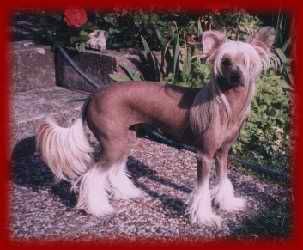 Villa Katrinelunds Cleopatra