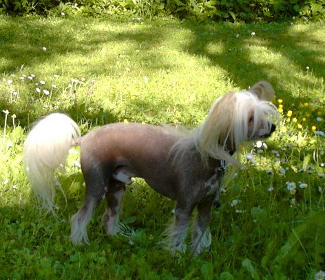 Villa Katrinelunds Läkerol