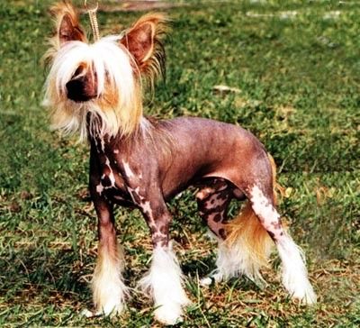 Vivat Sanraiz Fausto