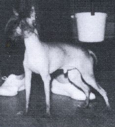 Wenlo's Kukuai Kumquat