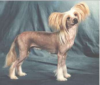 What A Cracking Rose At Blandora