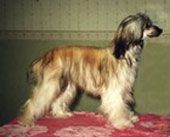 Tanta-Piiparin Wiiwi