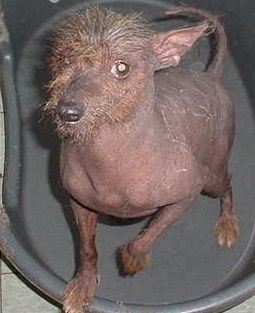 Willocrest Lil Duke III Son