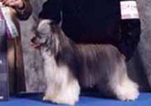 Wind Merlin Of Rompford