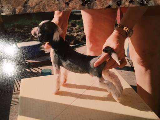 Wind Phantom Of The Opera