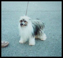 Woodlyn Moptop Koko Krispie