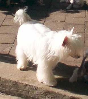 Xioma Here Be Dragons