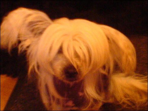 Xolovli Ziggy Fizzwig