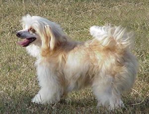 Yeshua's Lil Cindie Cinder-P