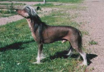 Yodanites Beverlyberraboy