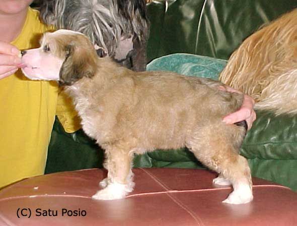 Yodanites Ebullience