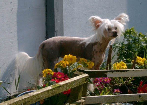 Yorcrechi's Dream Of An Angel