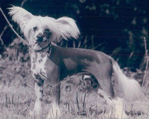 Yorcrechi's Spectacular JW