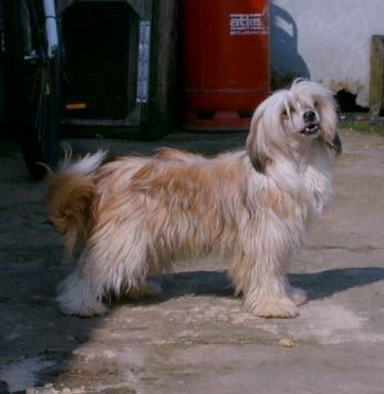 Yorcrechi's Wings Of An Angel