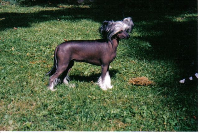 Zhannel's Queen Of Hearts