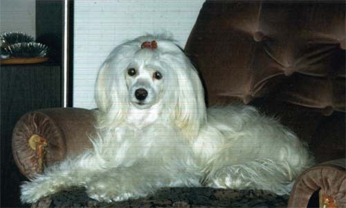 Zhannel's Yankee Barbie