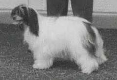 Ziglavys Chocolate Chips