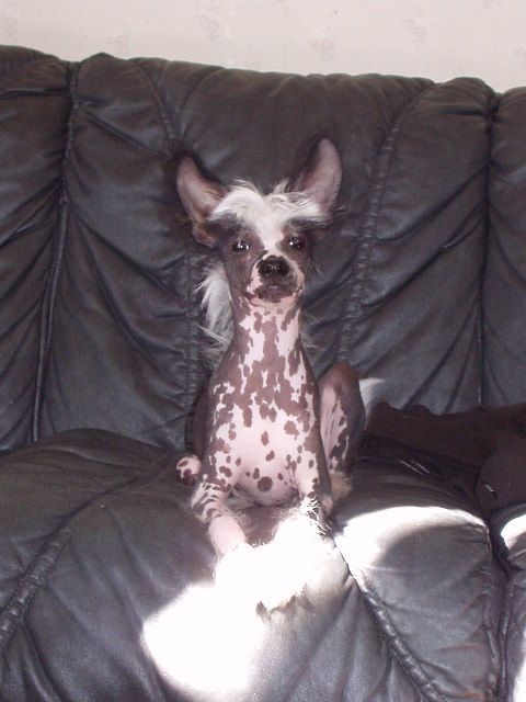 Zitrin'z Thank You For The Music