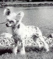 Zucci Glamour Boy SOM