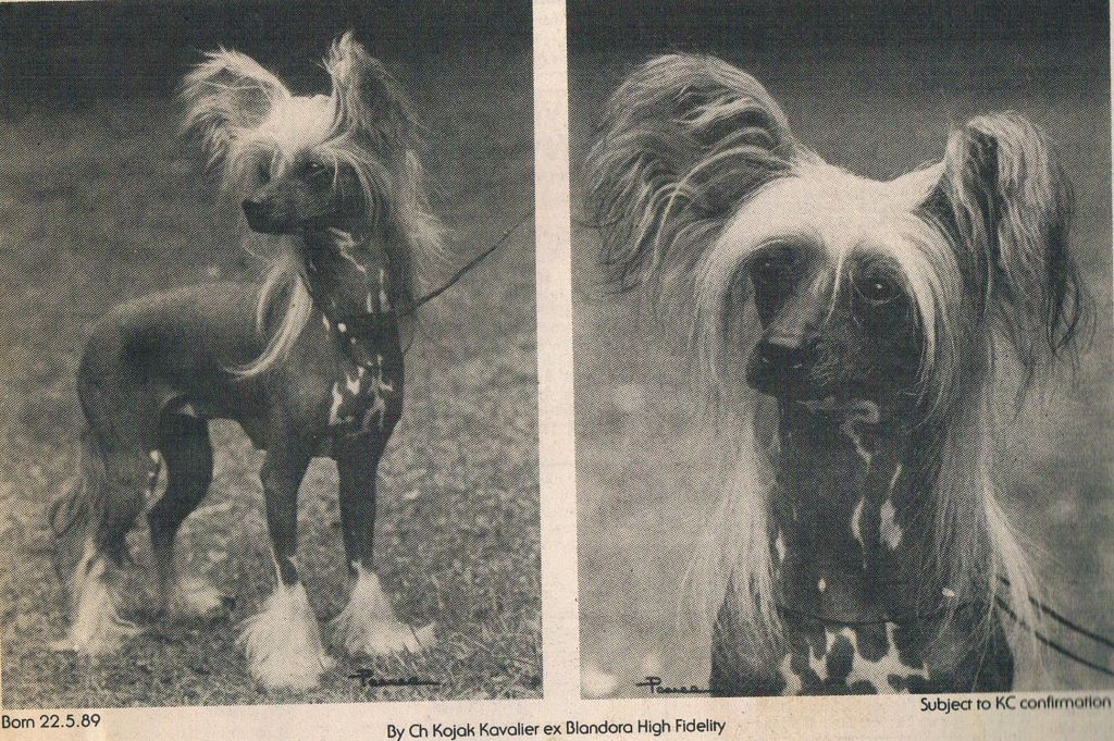 Zucci High Expectations