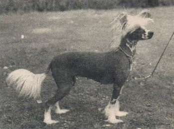 Zucci Jasmine At Jokima