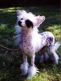 Zucci Jazz Fest at Shawcrest