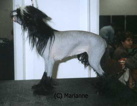 Zucci Perfection Itself