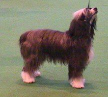 Zucci's Starlight Express at Brialdo