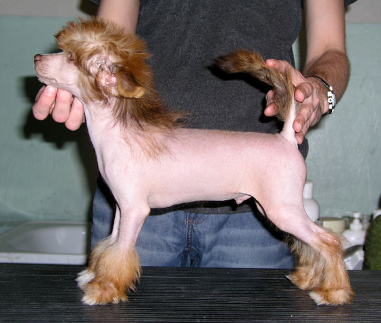 Sasquehanna Lexus Germanika